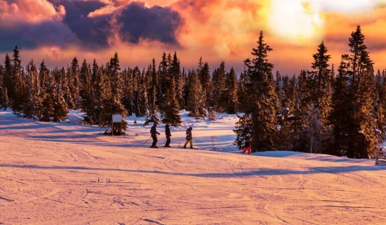 People skiing into trees at sunset