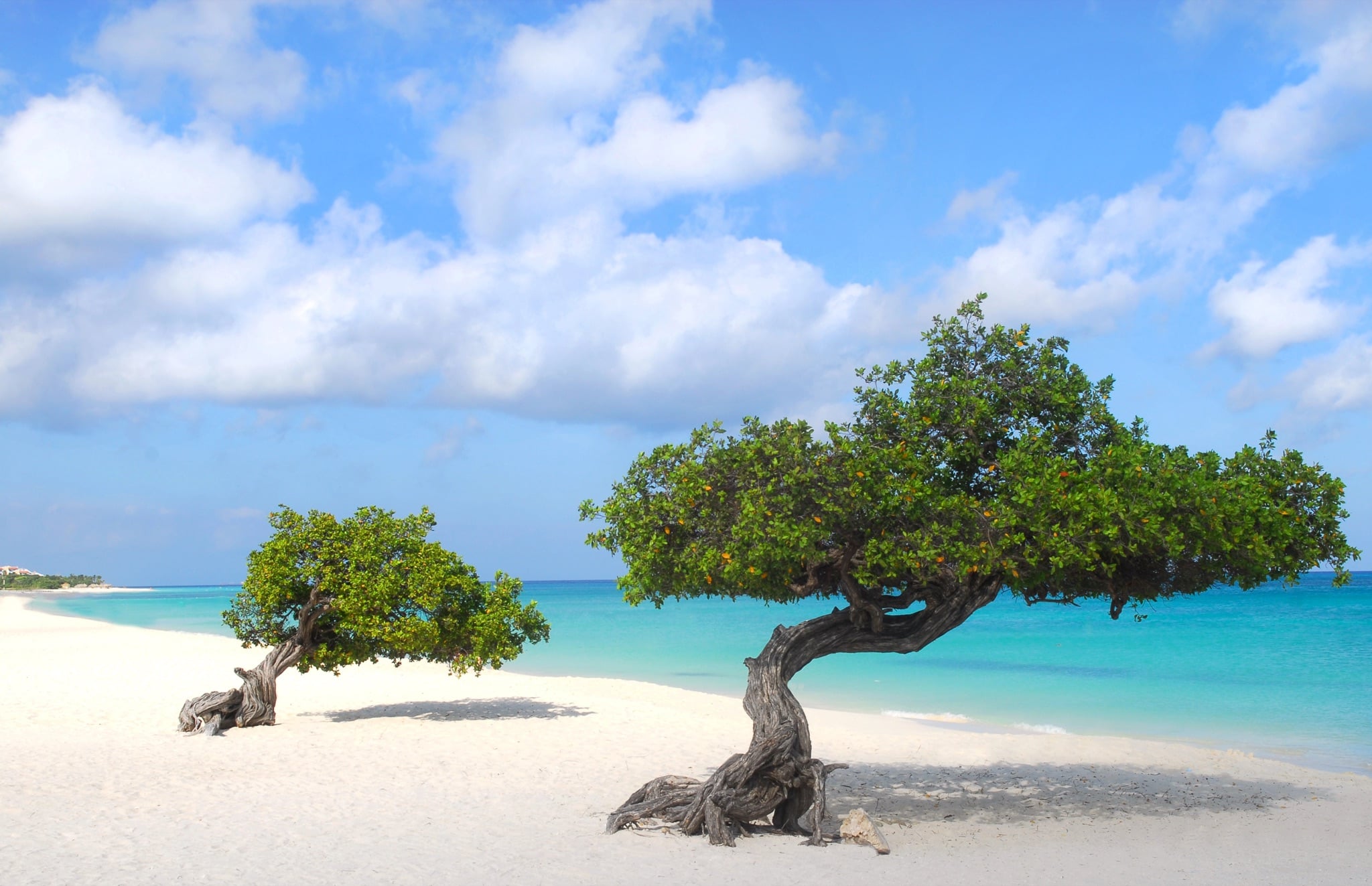 Divi divi trees on Eagle Beach, Aruba