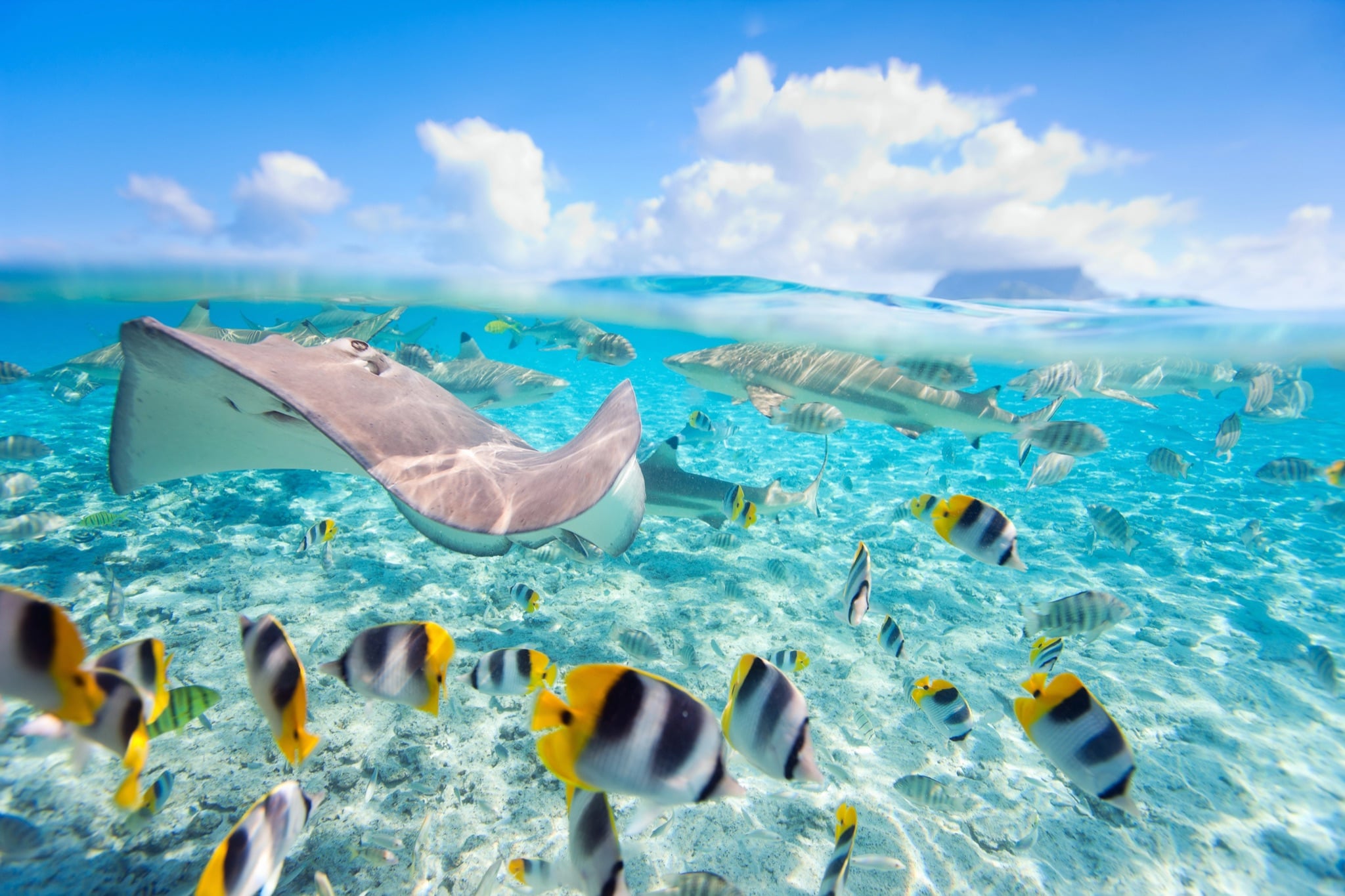 \"Stingray