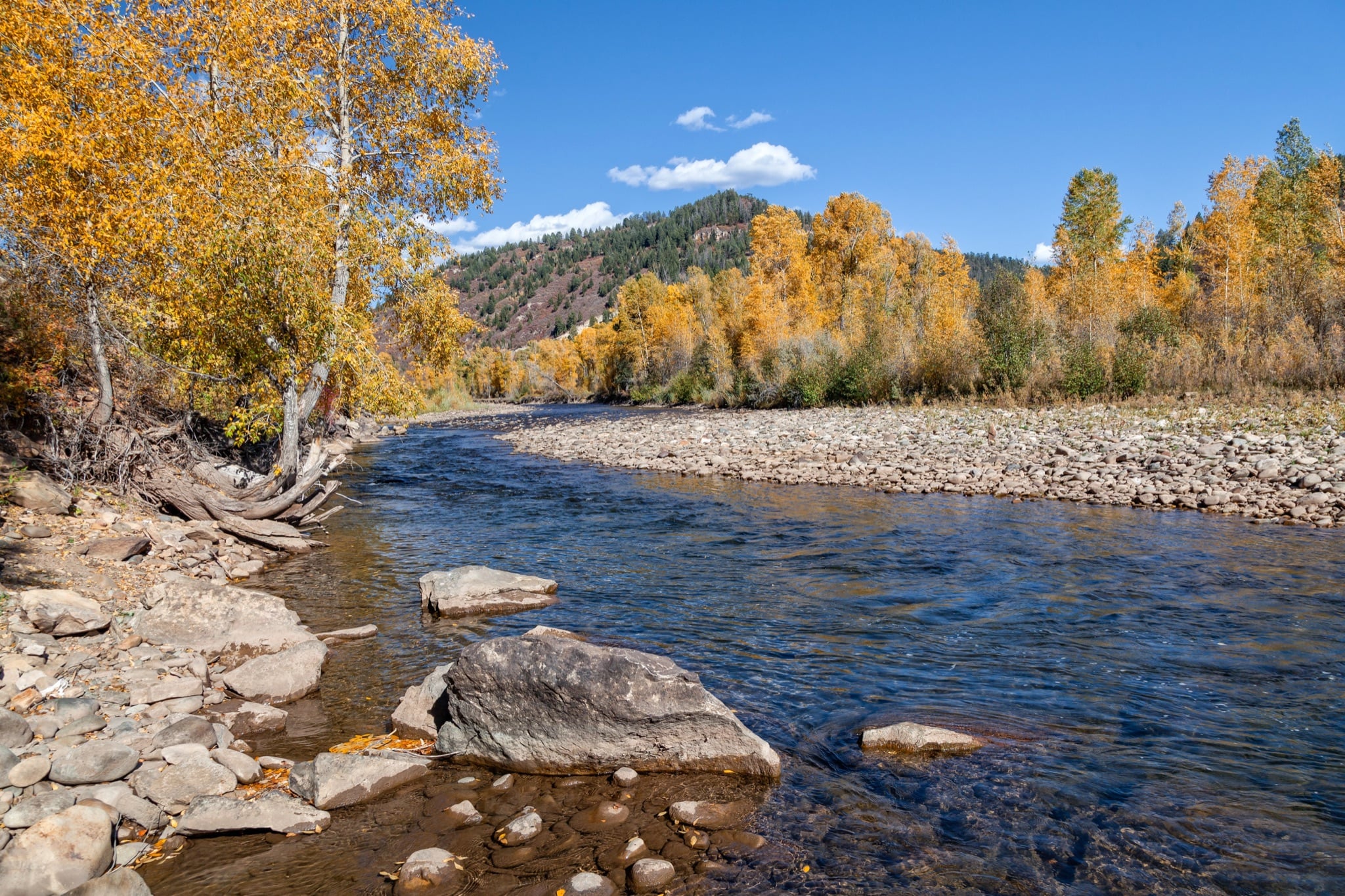 Dolores River lined with golden fall cottonwoods near Rico, Colorado